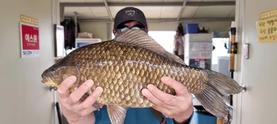 고삼지 46cm 대물외 사짜붕어 조황입니다.