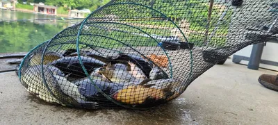 양평 힐링 수곡낚시터 5월둘재주 토,일요일 조황 및 붕어방류