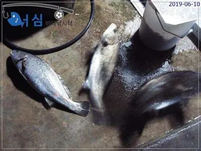 6월10일어심바다낚시터조황