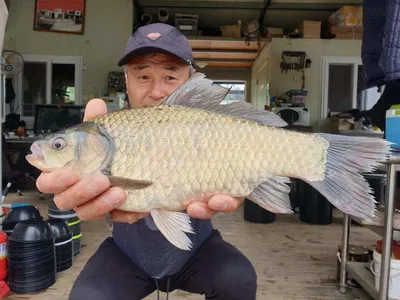 고삼지 수위 안정권 마리수 조황이 나와줍니다.