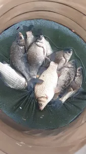 고삼지 양촌좌대 첫 조황입니다.