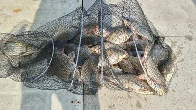 아산 명품 월랑낚시터 6월 첫번째 조황이야기입니다...^^