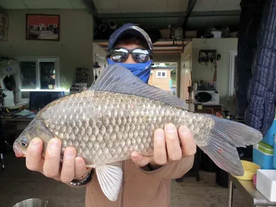 고삼지 배수안정권에 사짜붕어 조황입니다.