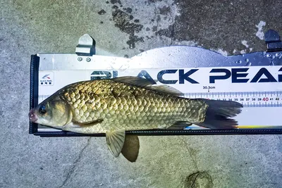 안성 두메낚시터 5월14일 조황안내. 