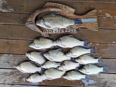 고삼지 특수시즌!! 마리수 조황입니다.