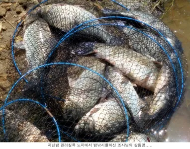 토종붕어 방류와 조황입니다....