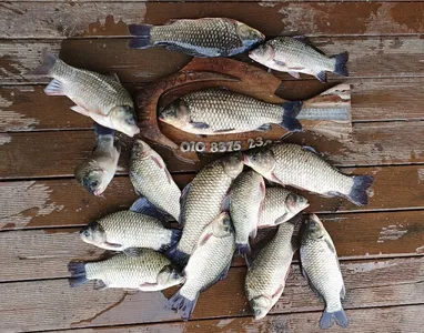 고삼지 붕어로 케어받으세요