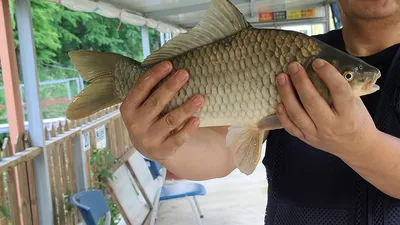 힐링 수곡낚시터 7월 넷째주 주중반 조황안내