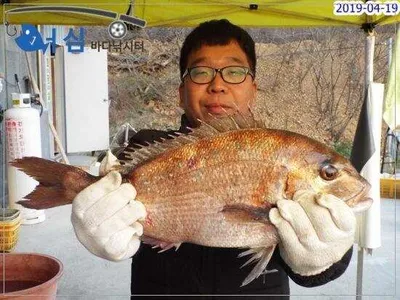 4월19일 어심바다낚시터조황