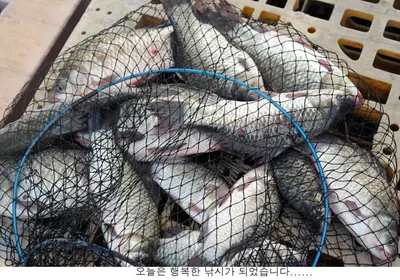 신봉지 방류도하고 조황도 올리고....