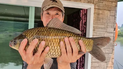 고삼지 산란중!! 사짜붕어 조황