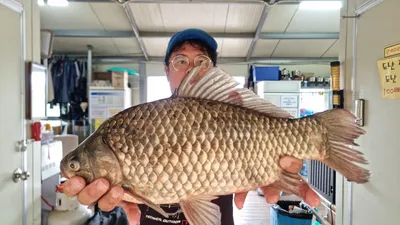 고삼지 마리수 손맛에 사짜붕어까지!!