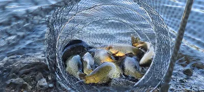 둘째주 금,토 주말 힐링 양평  수곡낚시터 조황 및 방류