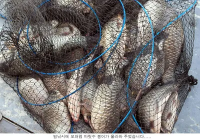 노지에서 좋은 조황을 보여줍니다....