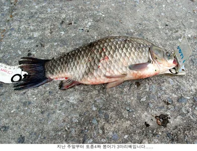 토종4짜 어렵지 않습니다...