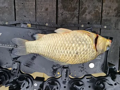 배수없는 항곡낚시터소식입니다.