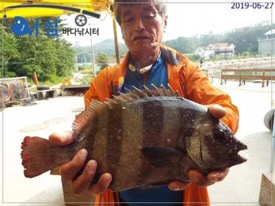 6월27일 어심바다낚시터조황 