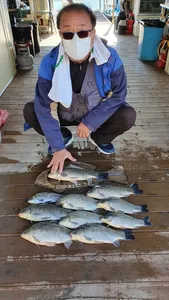 고삼지 연일 사짜붕어 조황!!