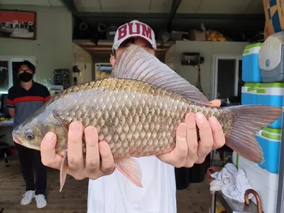 본격적인 가을 시즌 고삼지 붕어낚시