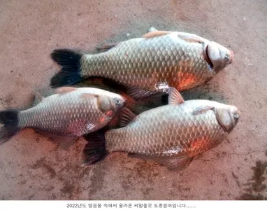 2022년 새해시작 조황입니다...