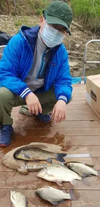 안정화된 수위 고삼지 조황입니다.