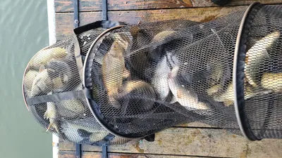 대물붕어 주간베스트 선정 / 힐링 수곡낚시터 좌대할인행사