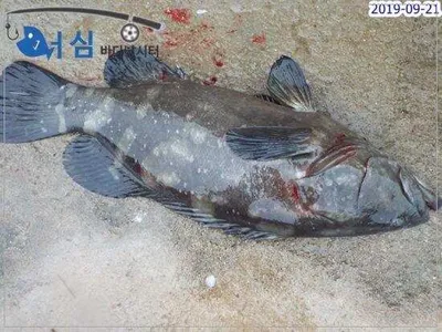 9월21일 어심바다낚시터조황 