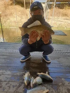 까칠한 붕어들의 습격!!!