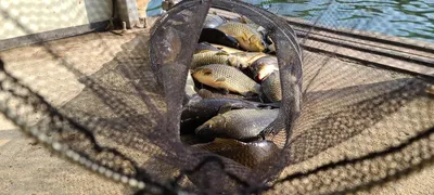 주중반 힐링 수곡낚시터 수,목 고른편 조황이며 오늘 붕어방류합니다