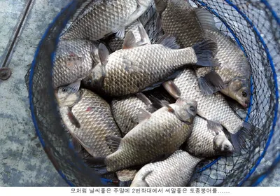 5월 두번째주말 신봉지 조황은.....