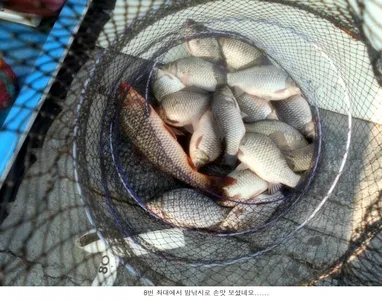 좌대에서 조금 나오네요....