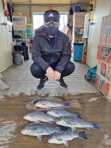 고삼지 마리수 조황시작입니다.