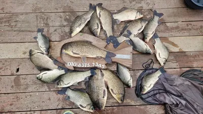 고삼저수지 붕어 타작중 입니다.