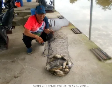폭우가 내려도 붕어가 나옵니다....