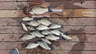 고삼지 휴가시즌 사짜붕어 풍년!!