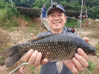 고삼지 연일 사짜붕어 상면중