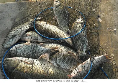 방류도하고 조황도 올리고....