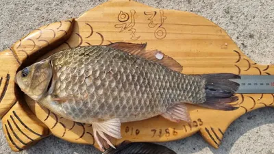 아산 명품 월랑낚시터 4월 두번째 조황 화보입니다...^^