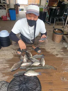 고삼지 덩어리 마리수 조황입니다.