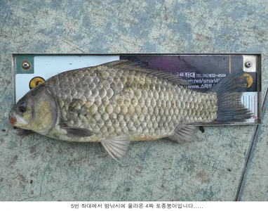 오늘도 4짜 토종붕어가 나오네요....