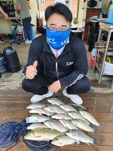 고삼지 덩이리 마리수 조황입니다.