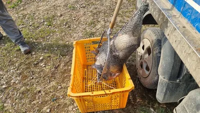 아산 명품 월랑낚시터 5월 첫번째 조황이야기입니다...^^