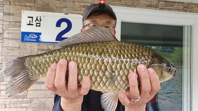 고삼지 상류권 다시 시작된 사짜조황 입니다.