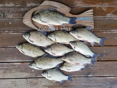 고삼지 자리잡은 포인트 마리수 조황!!