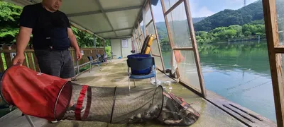 힐링 수곡낚시터 여름피서낚시 셋째주초 월,화 조황 및 방류