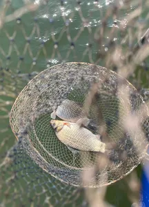 송전지 제일좌대 조황입니다.