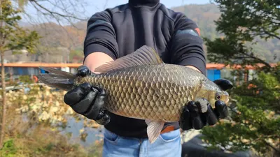 양평 수곡낚시터 11월 둘째주 주중반 조황 및 대호만 토종붕어 대량방류