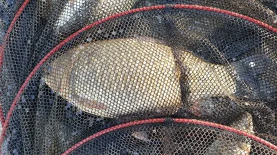 아산 명품 월랑낚시터 4월 첫번째 조황이야기입니다...^^