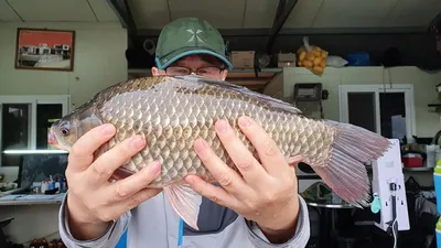 고삼지 양촌좌대 사짜붕어??????