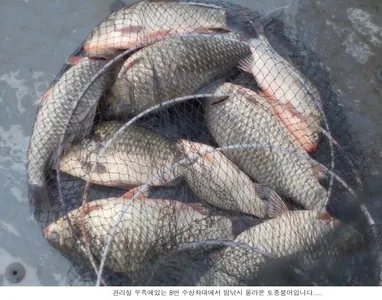 낮낚시 보다는 밤낚시가 유리합니다....